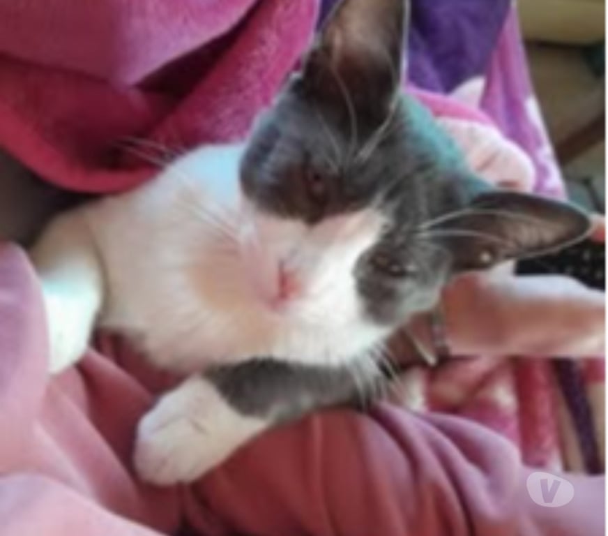 Don animaux Drôme Mirabel et Blacons - 26400 - Photos Vivastreet Chat ADES à l adoption