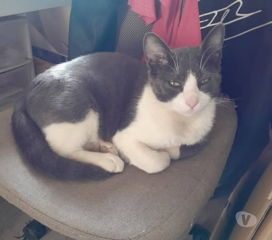 Don animaux Drôme Mirabel et Blacons - 26400 - Photos Vivastreet Chat ADES à l adoption