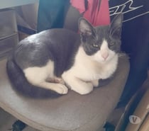 Chat ADES à l adoption