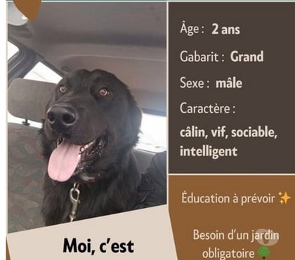 Adoption animaux St Restitut Drôme - Photos Vivastreet Chien PETIT à l adoption