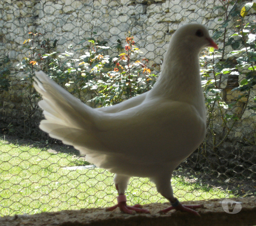 Vente Seine-et-Marne Bagneaux sur Loing - 77167 - Photos Vivastreet Pigeons reproducteurs hubbell blanc