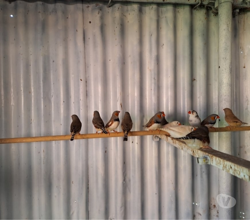 Vente Haute-Saône Plancher Bas - 70290 - Photos Vivastreet Vends Mandarins