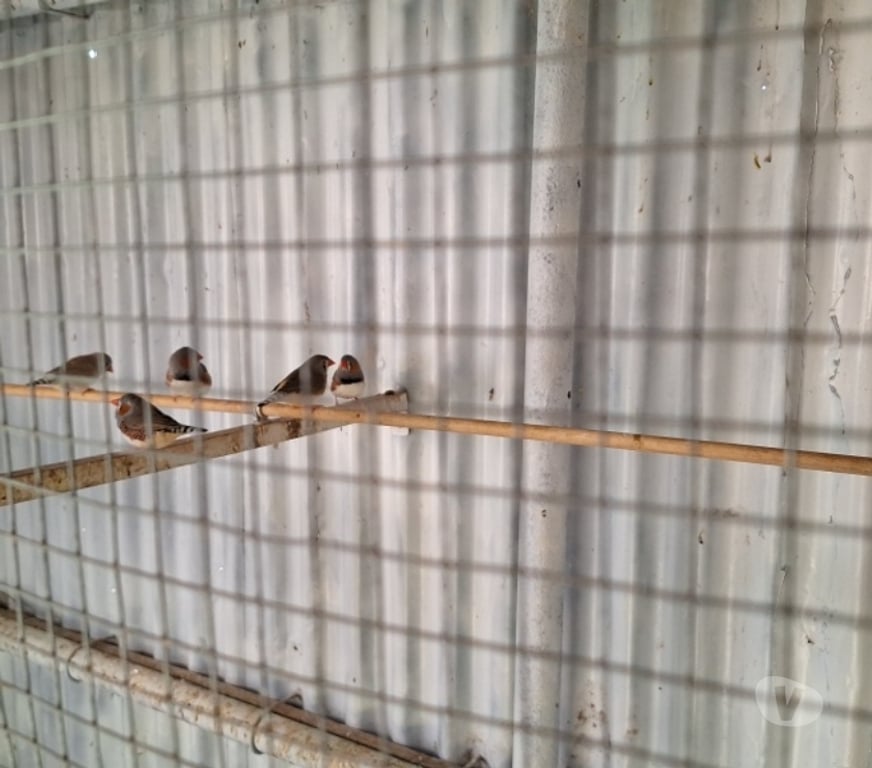 Vente Haute-Saône Plancher Bas - 70290 - Photos Vivastreet Vends Mandarins