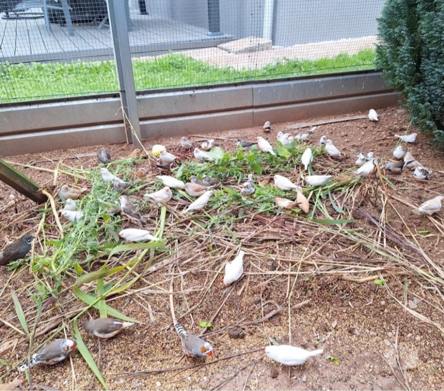 Vente Haute-Saône Plancher Bas - 70290 - Photos Vivastreet Vends Mandarins