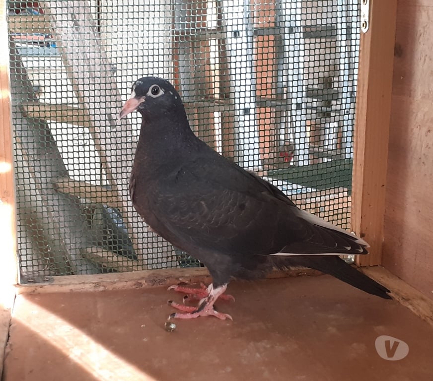 Vente Gironde Begles - 33130 - Photos Vivastreet JEUNES PIGEONS NOIRS ou NOIRS à VOL BLANC