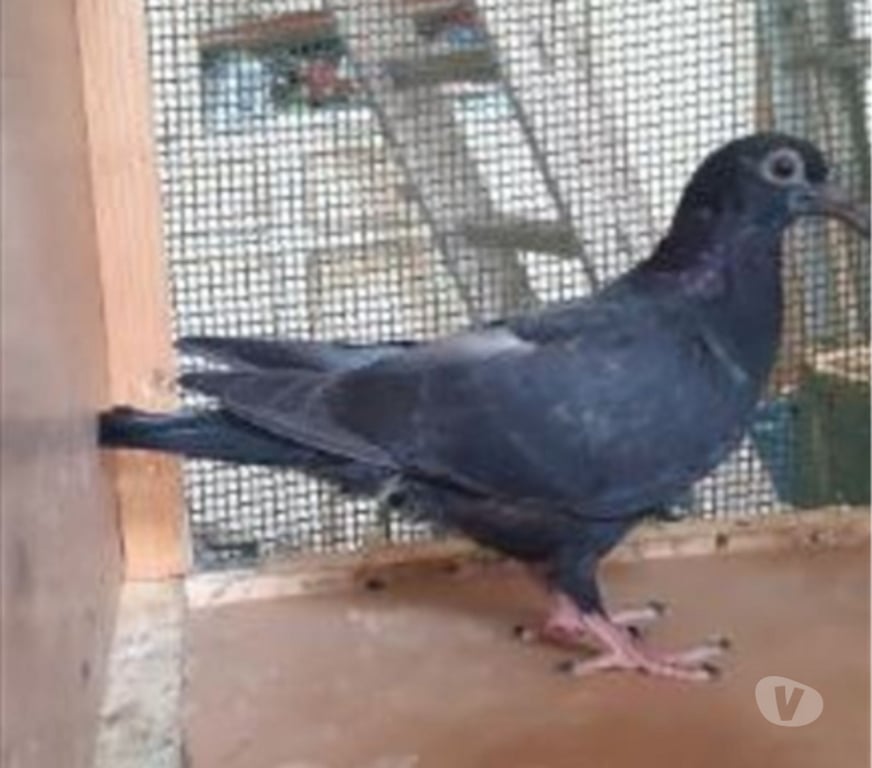 Vente Gironde Begles - 33130 - Photos Vivastreet JEUNES PIGEONS NOIRS ou NOIRS à VOL BLANC