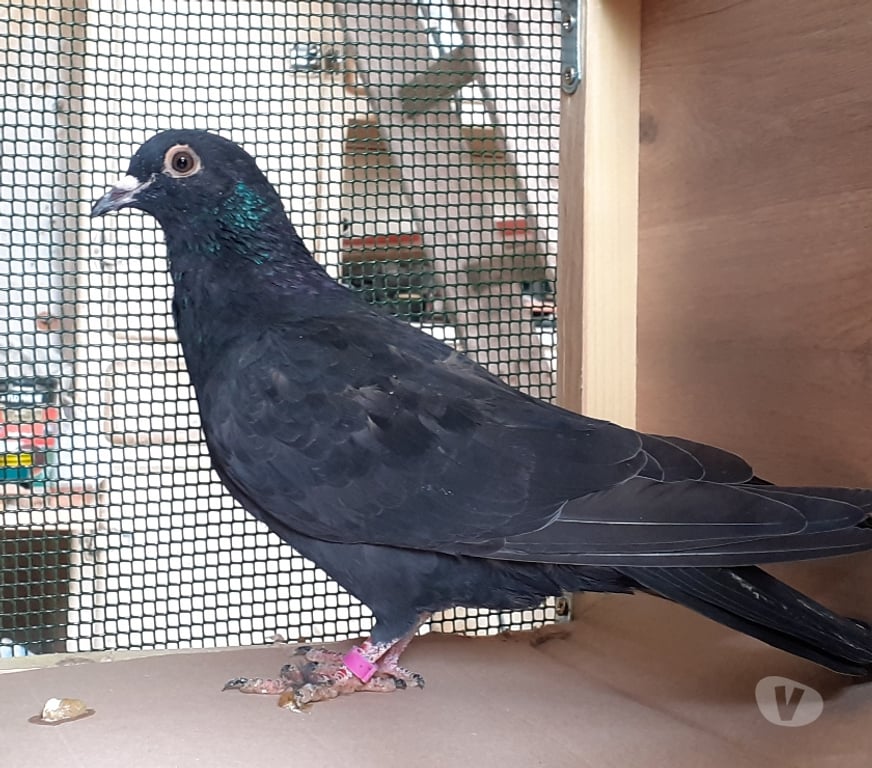 Vente Gironde Begles - 33130 - Photos Vivastreet JEUNES PIGEONS NOIRS ou NOIRS à VOL BLANC