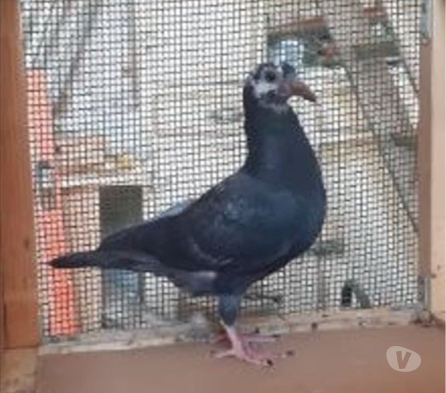 Vente Gironde Begles - 33130 - Photos Vivastreet JEUNES PIGEONS NOIRS ou NOIRS à VOL BLANC