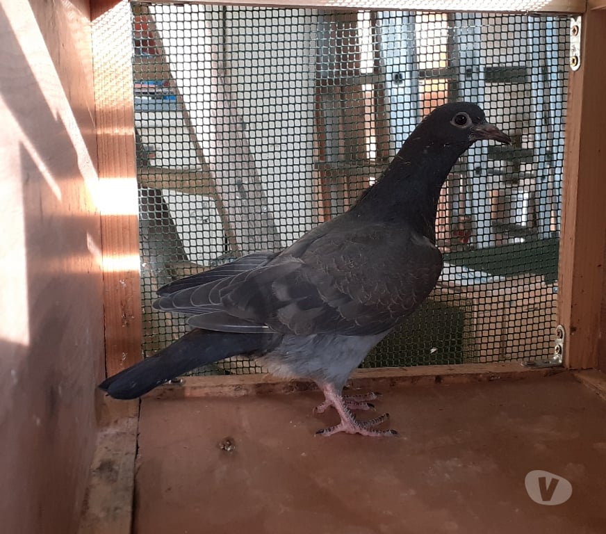 Vente Gironde Begles - 33130 - Photos Vivastreet JEUNES PIGEONS NOIRS ou NOIRS à VOL BLANC