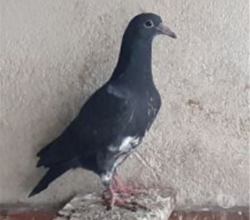 Vente Gironde Begles - 33130 - Photos Vivastreet JEUNES PIGEONS NOIRS ou NOIRS à VOL BLANC