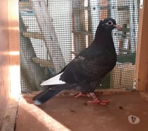 JEUNES PIGEONS NOIRS ou NOIRS à VOL BLANC