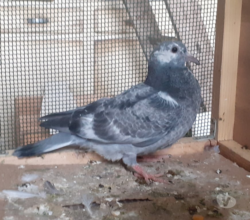 Vente Gironde Begles - 33130 - Photos Vivastreet JEUNES PIGEONS COULEURS MOSAÏQUES