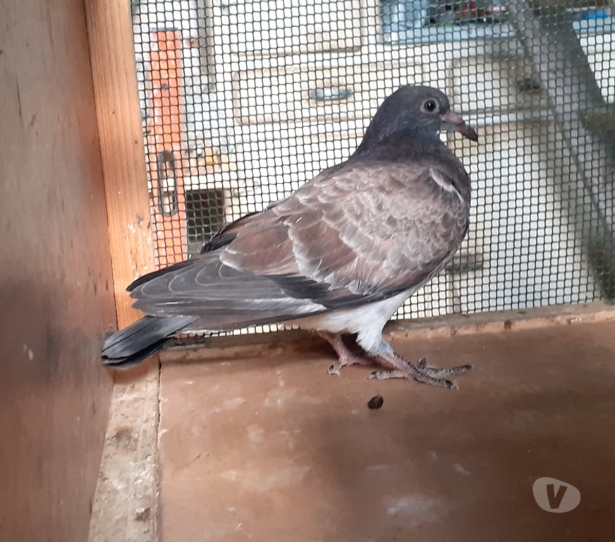 Vente Gironde Begles - 33130 - Photos Vivastreet JEUNES PIGEONS COULEURS MOSAÏQUES