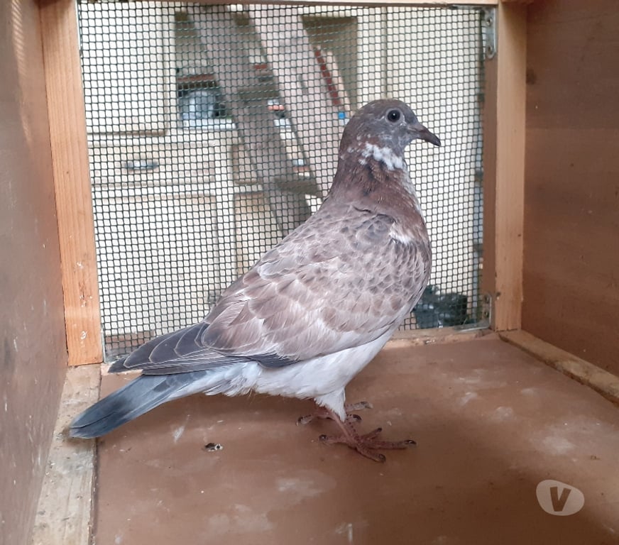 Vente Gironde Begles - 33130 - Photos Vivastreet JEUNES PIGEONS COULEURS MOSAÏQUES