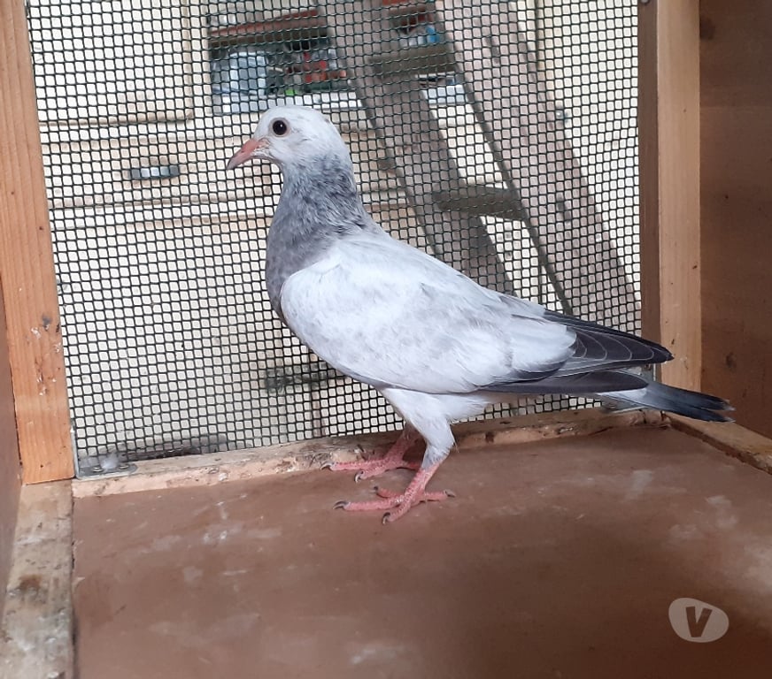 Vente Gironde Begles - 33130 - Photos Vivastreet JEUNES PIGEONS COULEURS MOSAÏQUES
