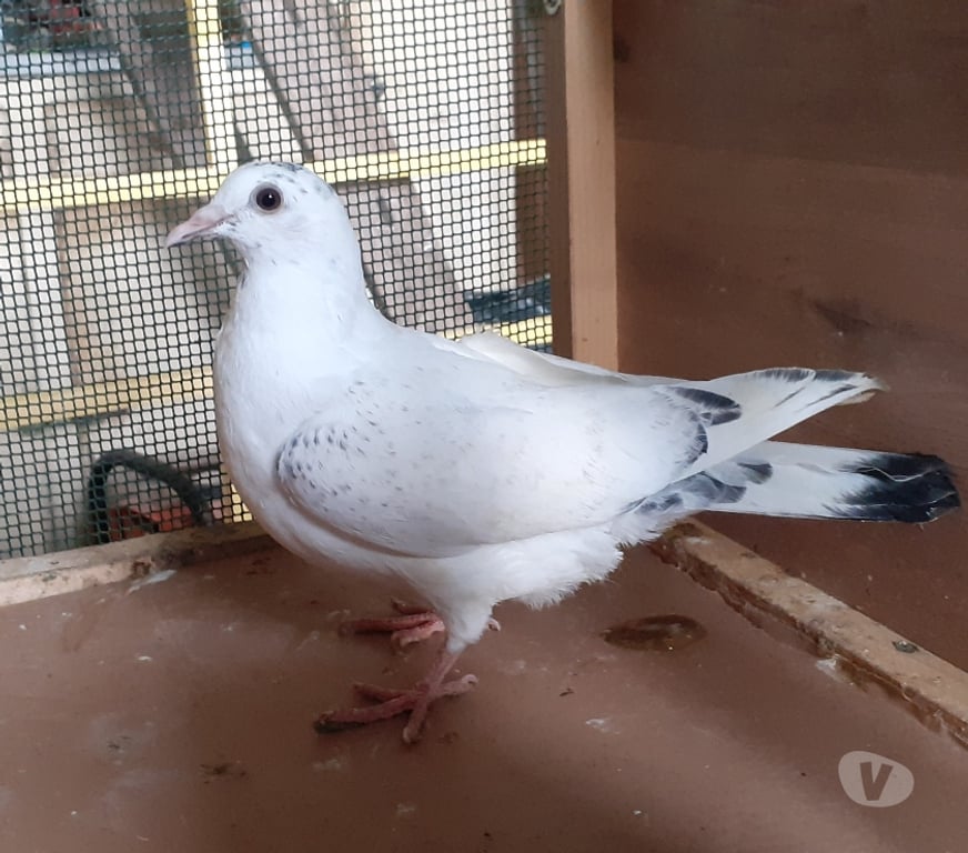 Vente Gironde Begles - 33130 - Photos Vivastreet JEUNES PIGEONS COULEURS MOSAÏQUES