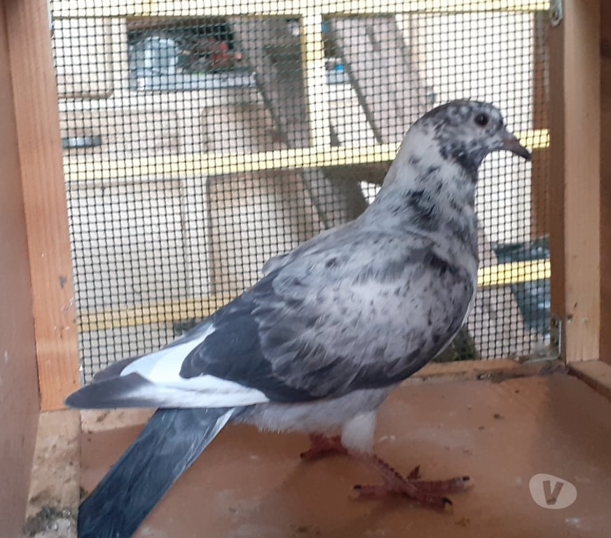 Vente Gironde Begles - 33130 - Photos Vivastreet JEUNES PIGEONS COULEURS MOSAÏQUES