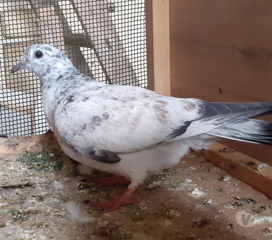 Vente Gironde Begles - 33130 - Photos Vivastreet JEUNES PIGEONS COULEURS MOSAÏQUES