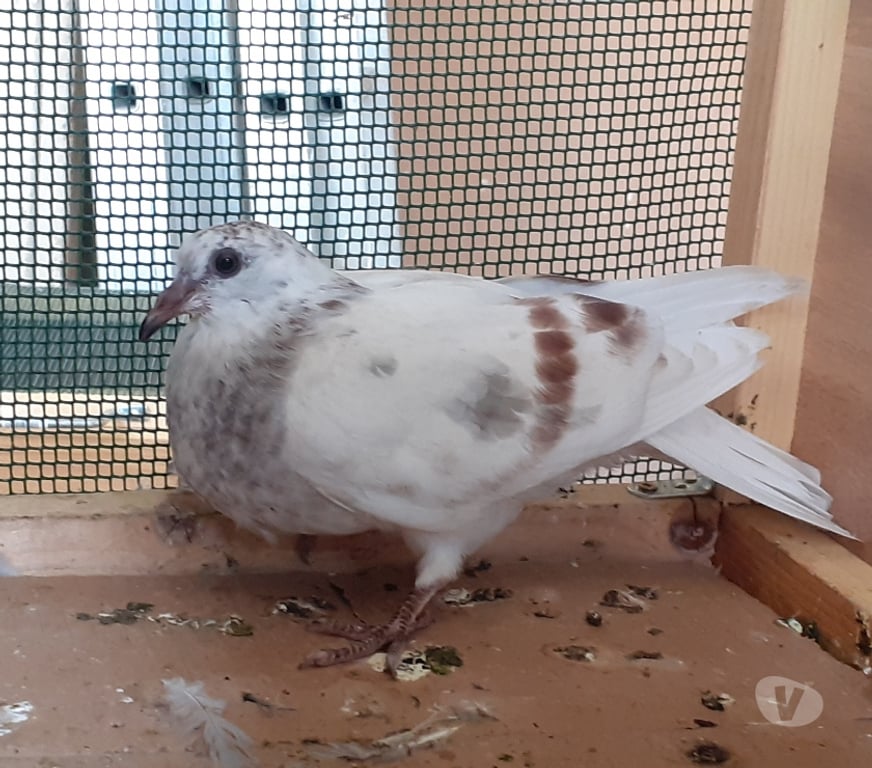 Vente Gironde Begles - 33130 - Photos Vivastreet JEUNES PIGEONS COULEURS MOSAÏQUES