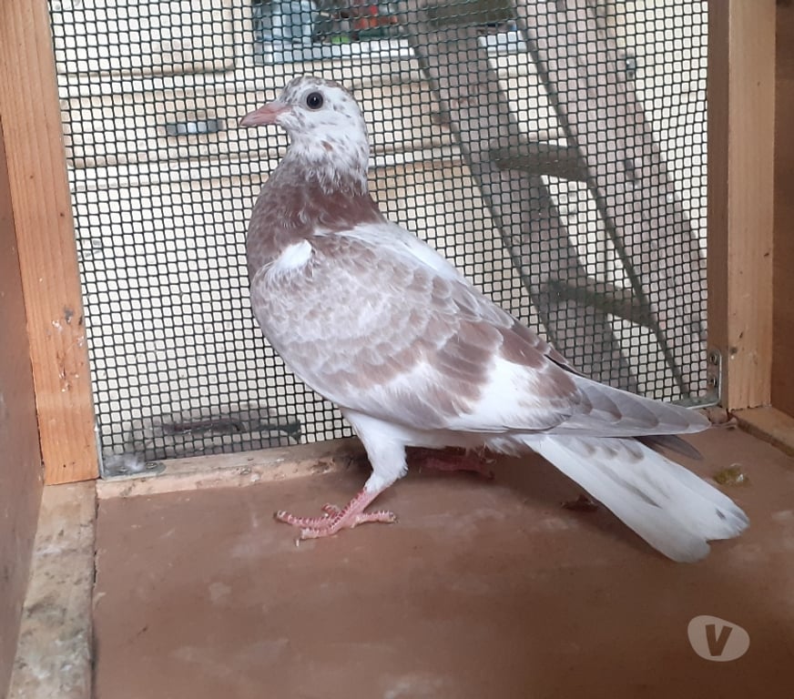 Vente Gironde Begles - 33130 - Photos Vivastreet JEUNES PIGEONS COULEURS MOSAÏQUES