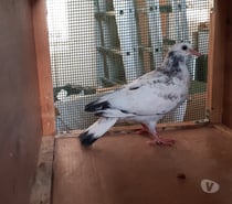 JEUNES PIGEONS COULEURS MOSAÏQUES