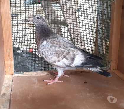 Vente Begles Gironde - Photos Vivastreet JEUNES PIGEONS COULEURS MOSAÏQUES