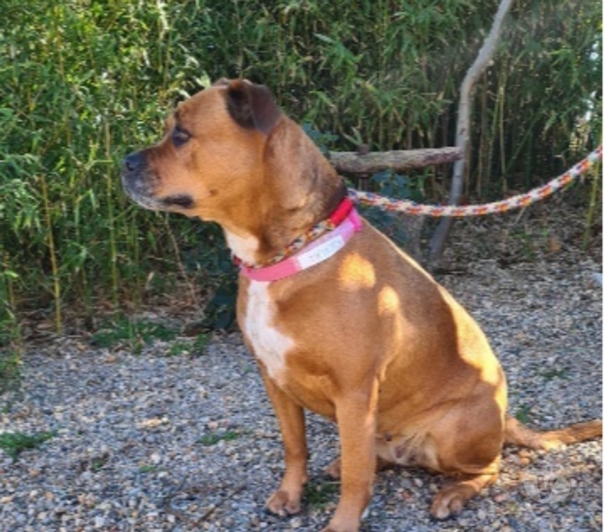 Don animaux Hérault Vias - 34450 - Photos Vivastreet Chien KENYA à l adoption