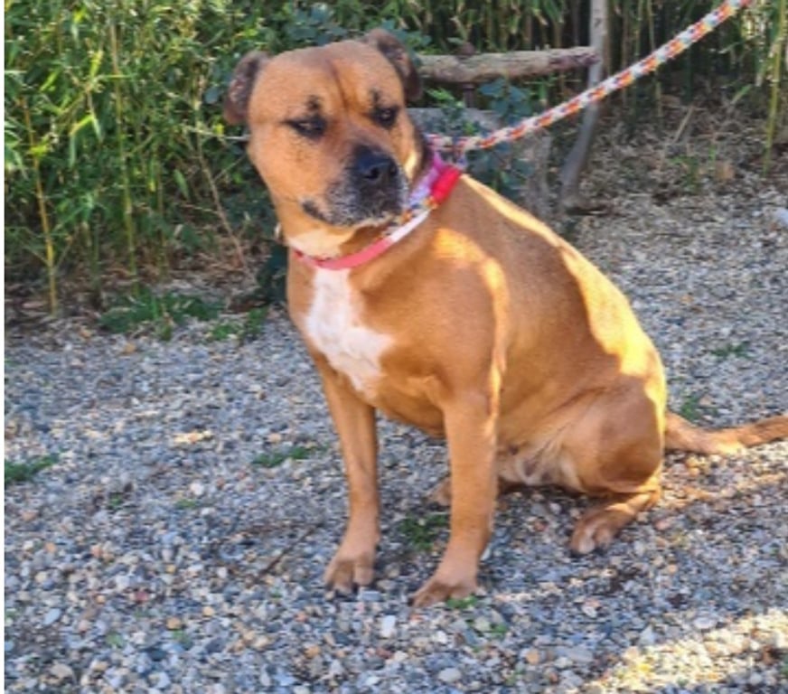 Don animaux Hérault Vias - 34450 - Photos Vivastreet Chien KENYA à l adoption