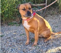 Chien KENYA à l adoption