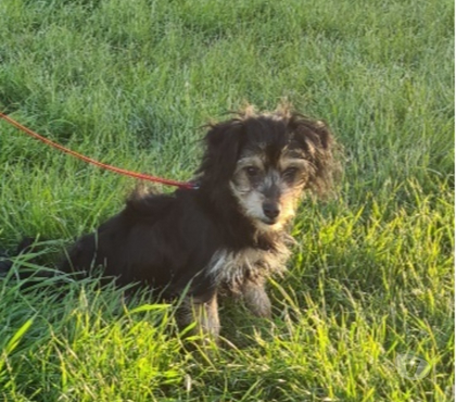 Adoption animaux Vias Hérault - Photos Vivastreet Chien ULISSE à l adoption