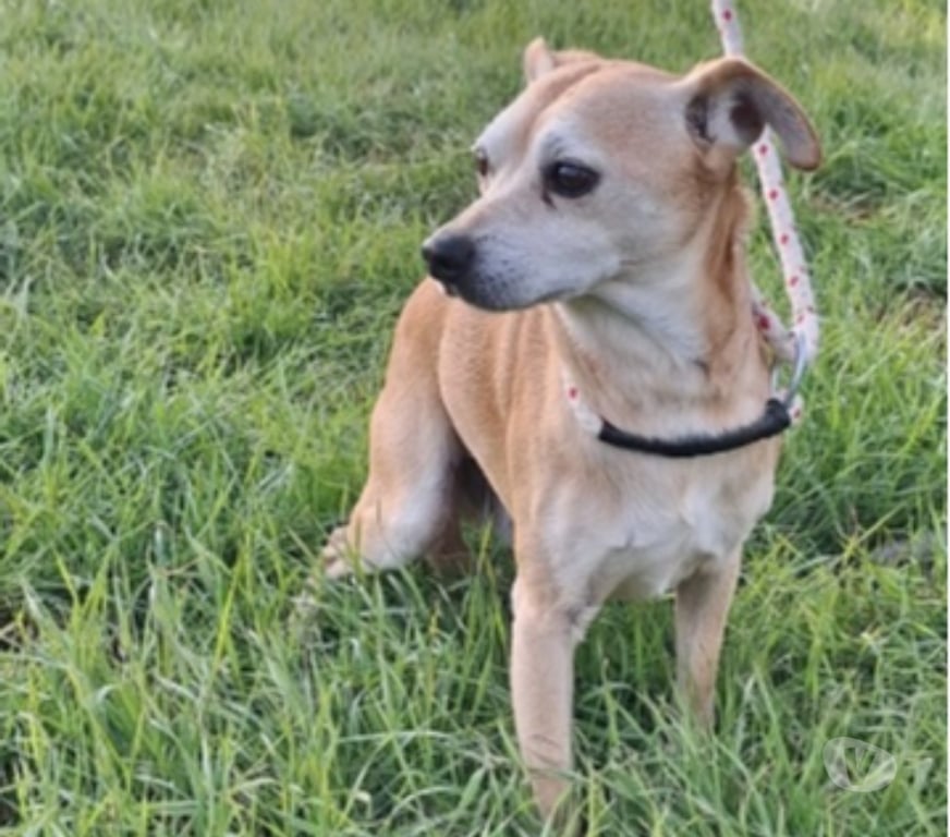 Don animaux Hérault Vias - 34450 - Photos Vivastreet Chien REX à l adoption