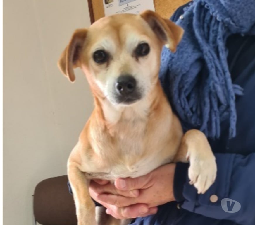 Don animaux Hérault Vias - 34450 - Photos Vivastreet Chien REX à l adoption