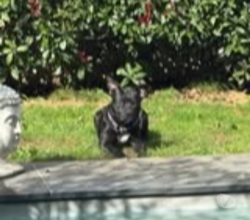 Don animaux Isère Charvieu Chavagneux - 38230 - Photos Vivastreet Chien ROCCO à l adoption