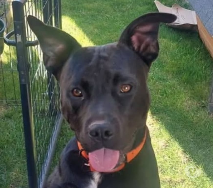 Don animaux Isère Charvieu Chavagneux - 38230 - Photos Vivastreet Chien ROCCO à l adoption