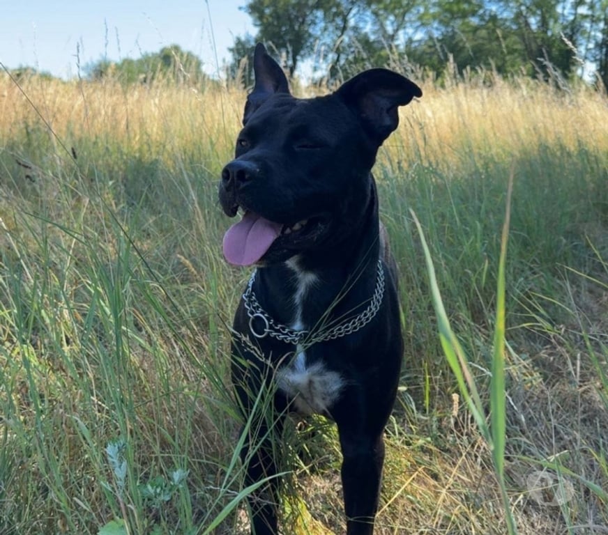 Don animaux Isère Charvieu Chavagneux - 38230 - Photos Vivastreet Chien ROCCO à l adoption