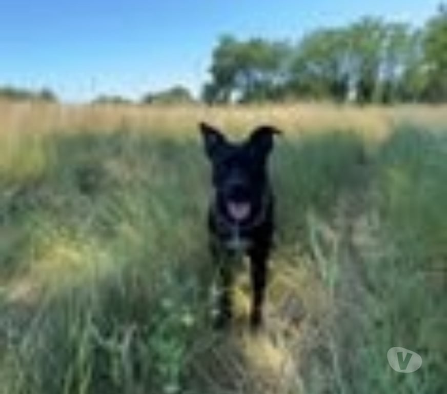 Don animaux Isère Charvieu Chavagneux - 38230 - Photos Vivastreet Chien ROCCO à l adoption