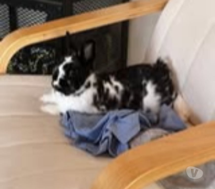 Don animaux Drôme Bouchet - 26790 - Photos Vivastreet Lapin PEPITE à l adoption