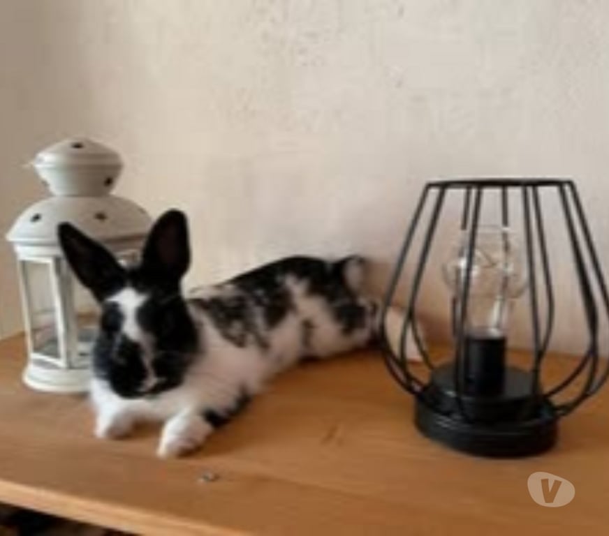 Don animaux Drôme Bouchet - 26790 - Photos Vivastreet Lapin PEPITE à l adoption