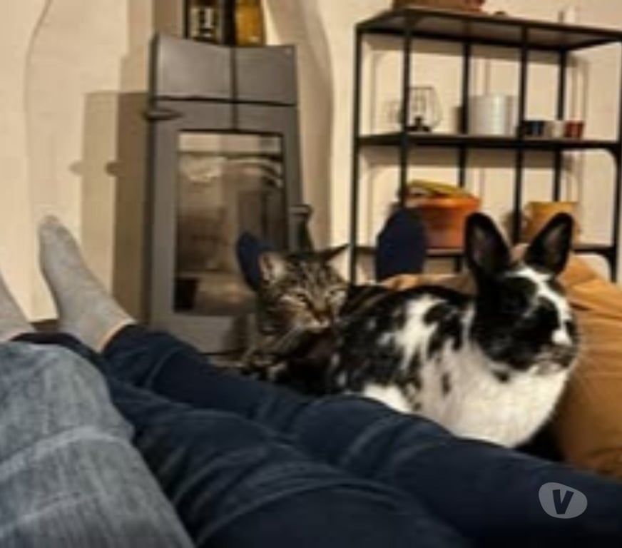 Don animaux Drôme Bouchet - 26790 - Photos Vivastreet Lapin PEPITE à l adoption