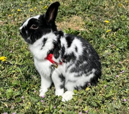 Adoption animaux Bouchet Drôme - Photos Vivastreet Lapin PEPITE à l adoption