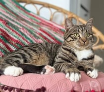 Chat MOJO à l adoption