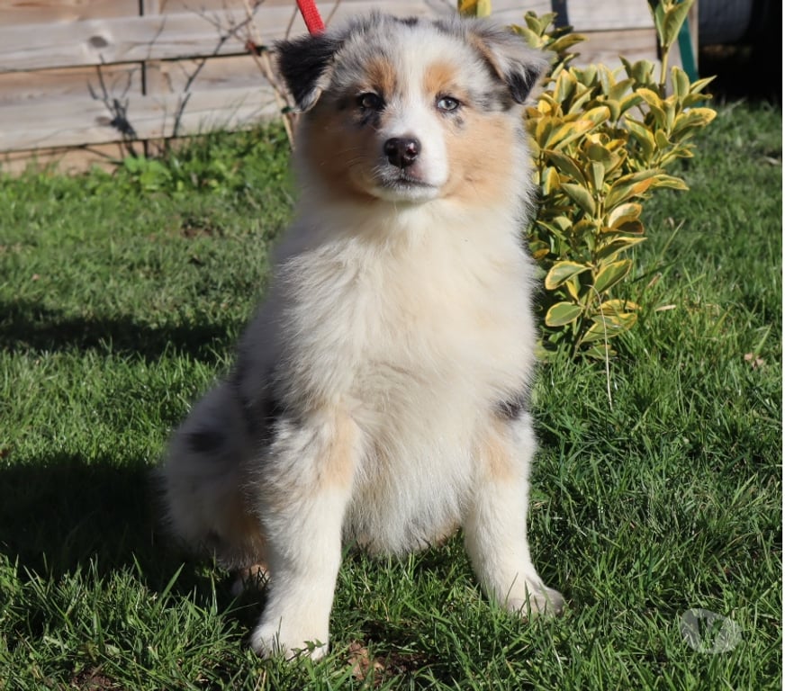 Vente Saône-et-Loire Ceron - 71110 - Photos Vivastreet Chiots Berger Australien disponibles !