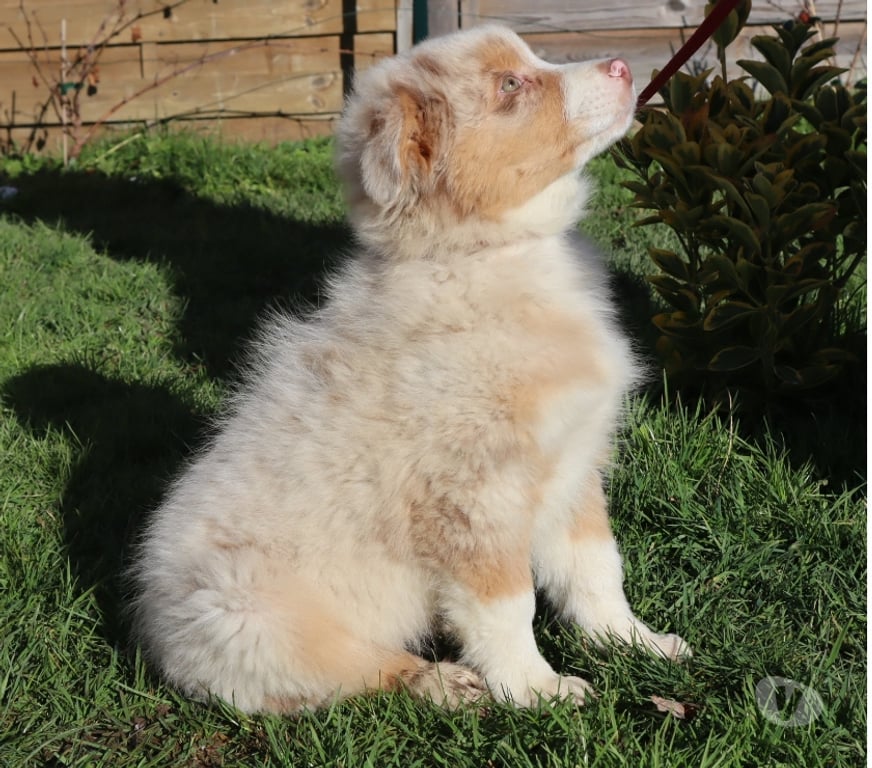 Vente Saône-et-Loire Ceron - 71110 - Photos Vivastreet Chiots Berger Australien disponibles !