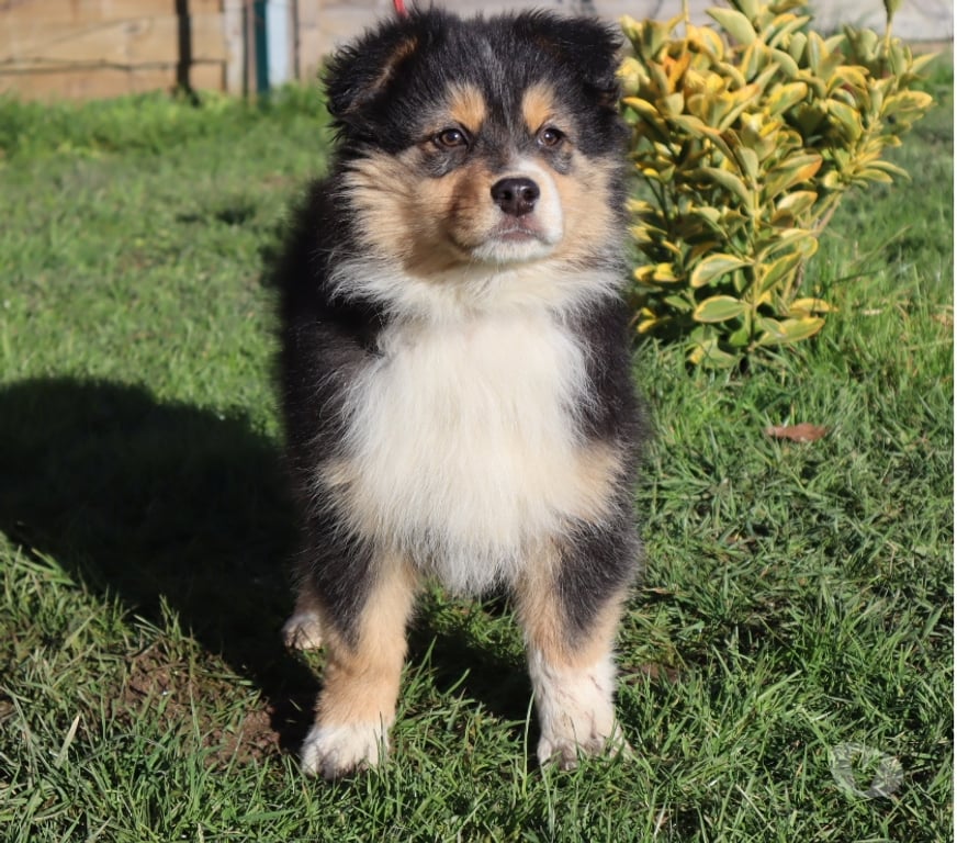 Vente Saône-et-Loire Ceron - 71110 - Photos Vivastreet Chiots Berger Australien disponibles !