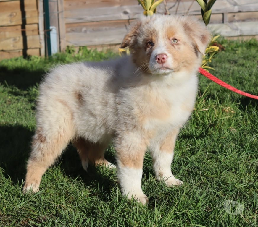 Vente Saône-et-Loire Ceron - 71110 - Photos Vivastreet Chiots Berger Australien disponibles !