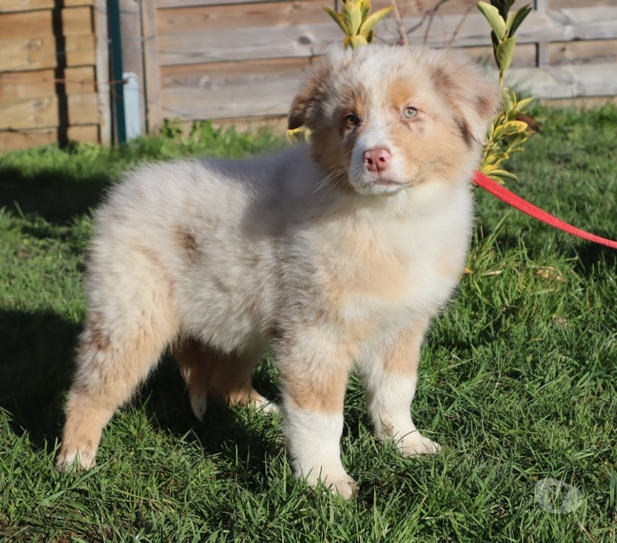 Vente Saône-et-Loire Ceron - 71110 - Photos Vivastreet Chiots Berger Australien disponibles !