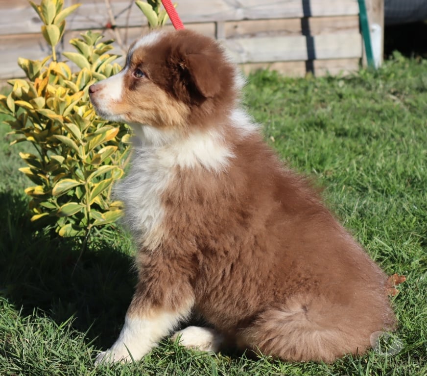 Vente Saône-et-Loire Ceron - 71110 - Photos Vivastreet Chiots Berger Australien disponibles !