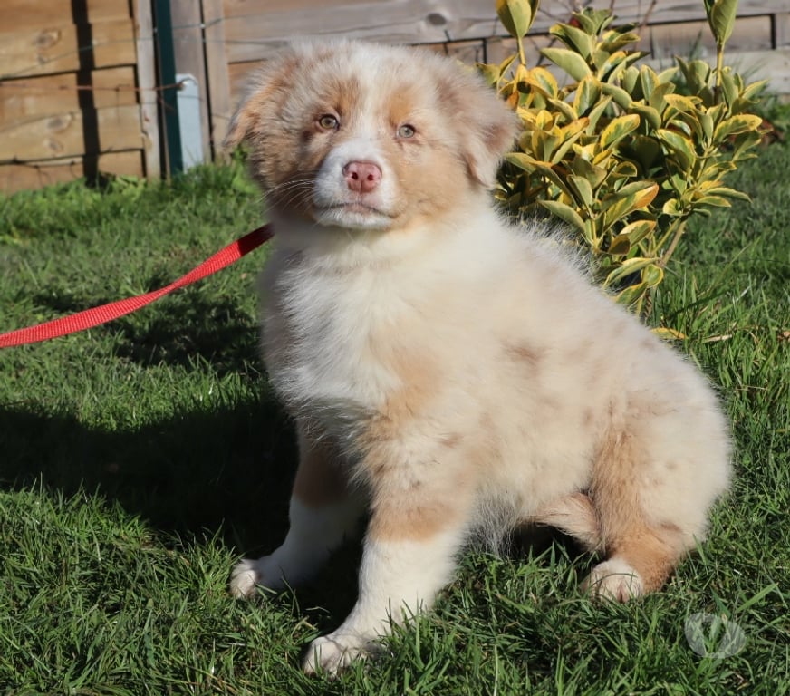 Vente Saône-et-Loire Ceron - 71110 - Photos Vivastreet Chiots Berger Australien disponibles !
