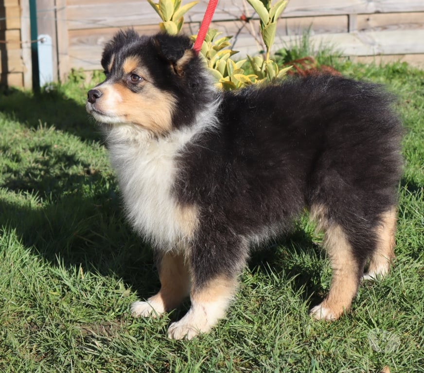 Vente Saône-et-Loire Ceron - 71110 - Photos Vivastreet Chiots Berger Australien disponibles !