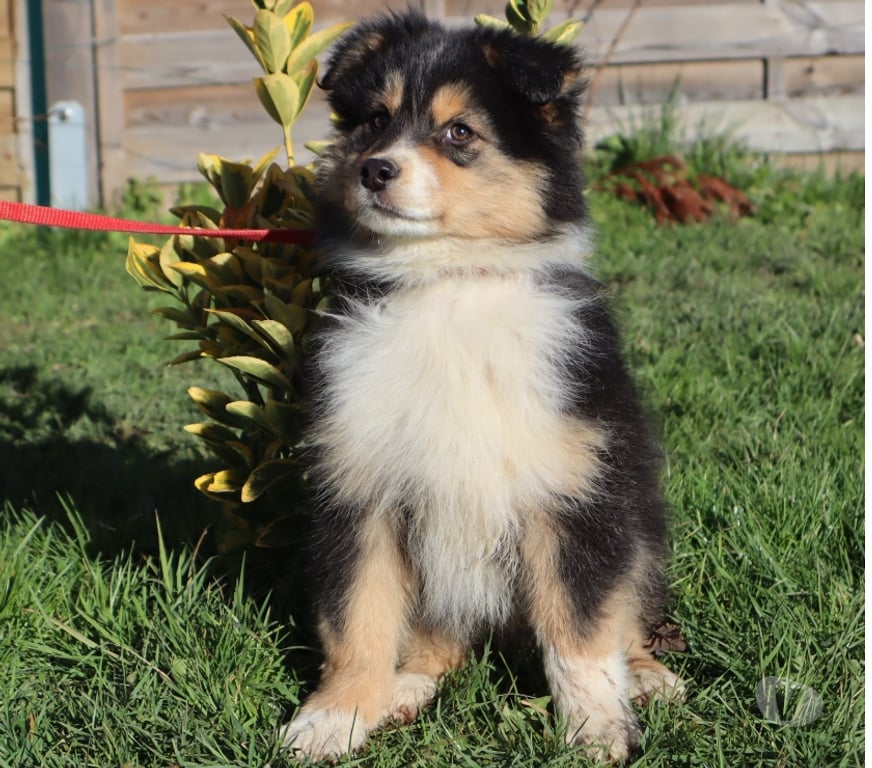 Vente Saône-et-Loire Ceron - 71110 - Photos Vivastreet Chiots Berger Australien disponibles !